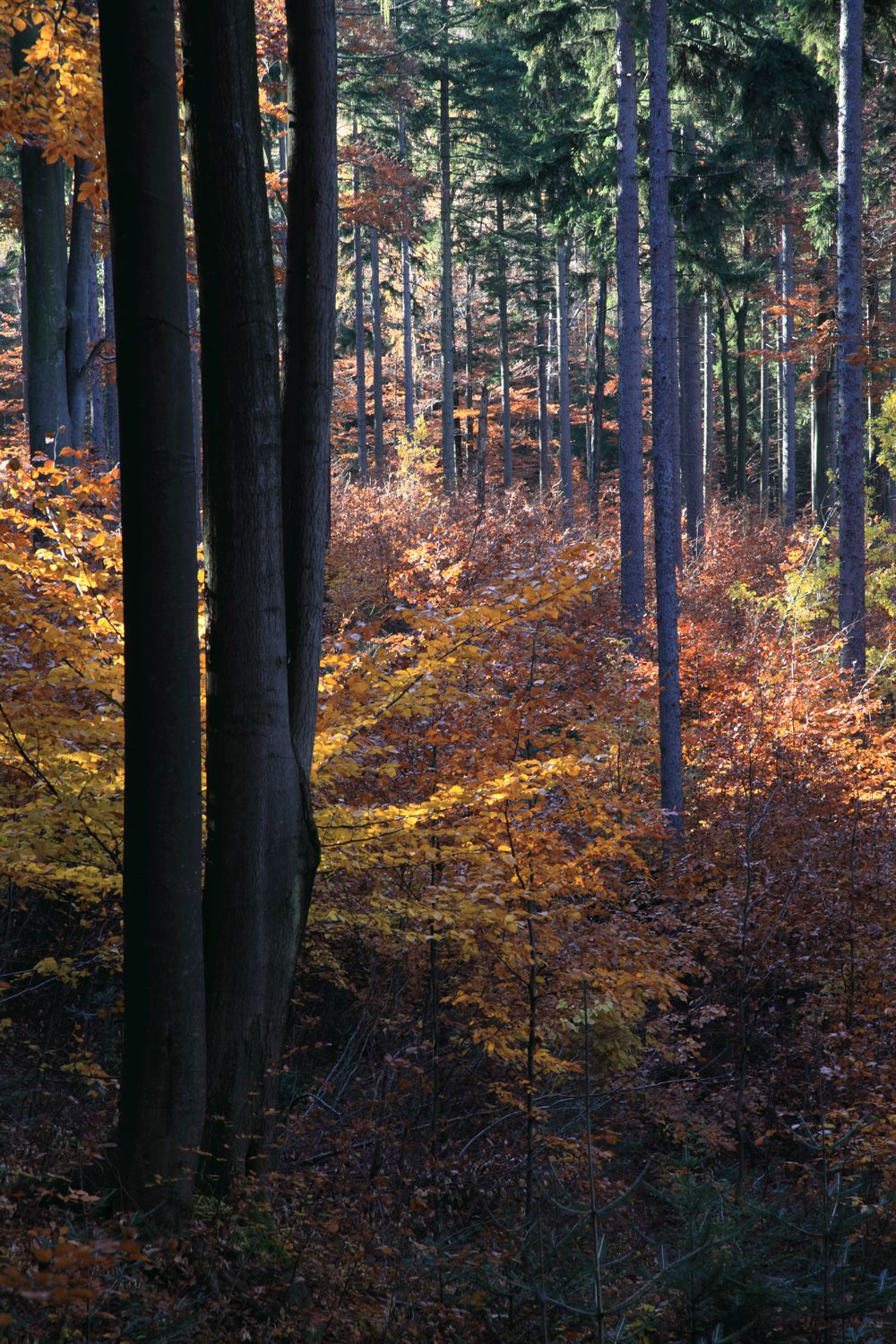 Efekty przebudowy składu gatunkowego drzewostanów dolnoreglowych z odnowienia naturalnego (fot. Andrzej Raj)