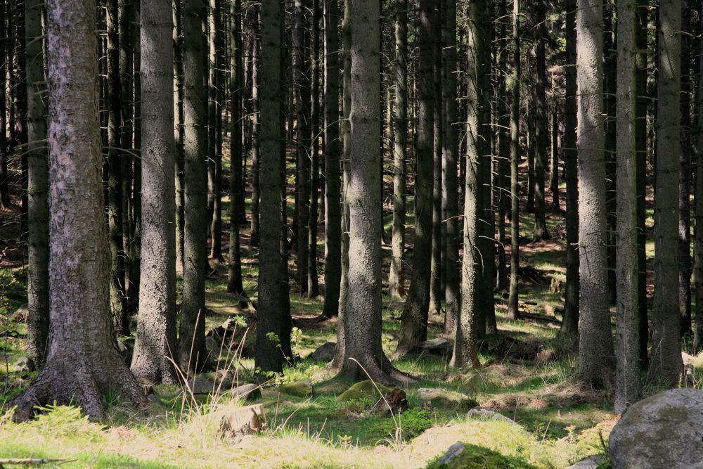 Sztuczna monokultura świerkowa (fot. Andrzej Raj)