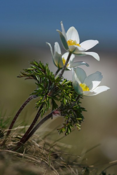 Sasanka alpejska