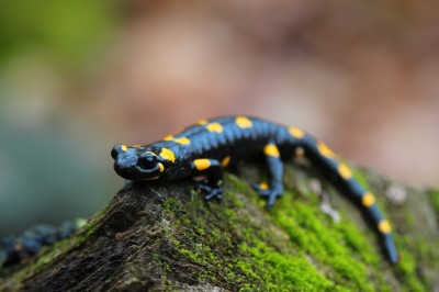 Salamandra plamista Fot.Roman Rąpała