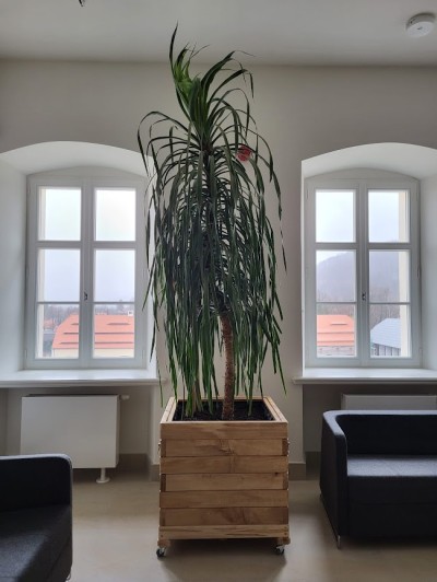 dracena